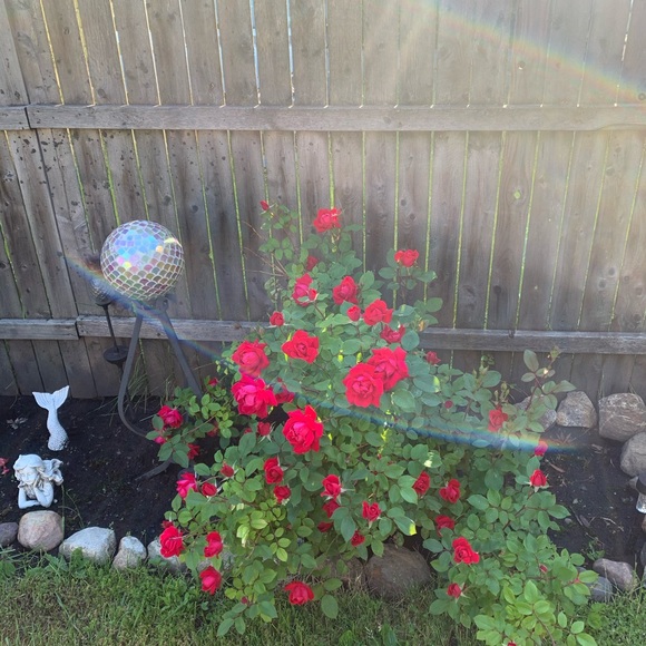 Meet your Posher, Lisa - Picture 4 of 6